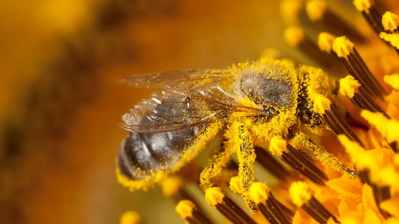 Bee Brains Could Hold the Key to Smarter, More Energy-Efficient AI